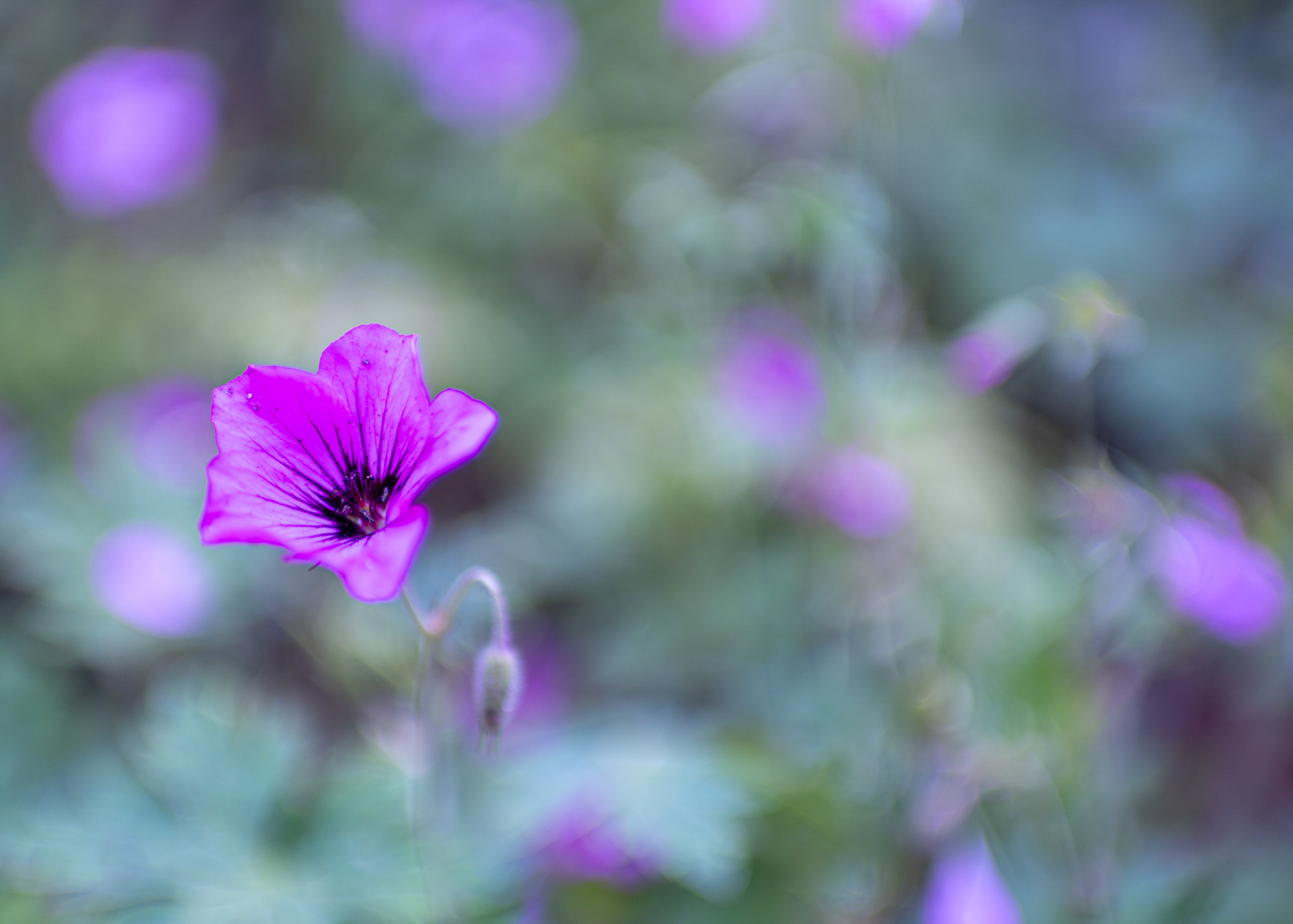Géranium sauvage